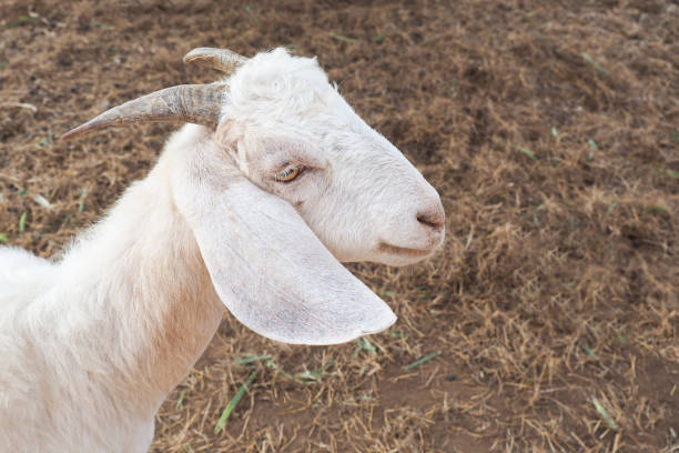 istock lamb looking to the side in a farm 878229272