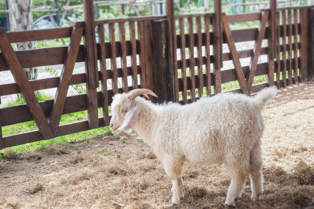istock White Sheep Lamb standing in farm 878229310