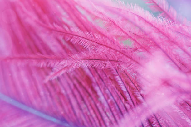 istock Beautiful abstract background with purple feather. 878232138