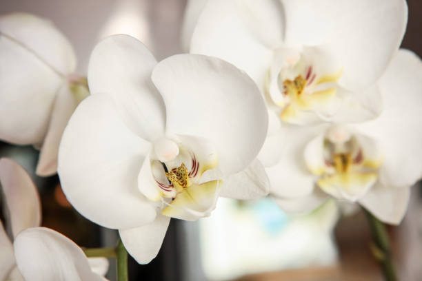 white orquídea con trazado de recorte - flower single flower macro focus on foreground fotografías e imágenes de stock