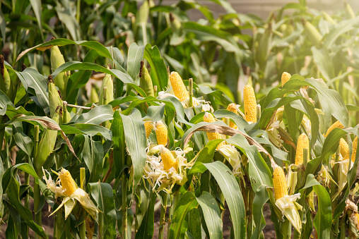 Yellow corn cob in green leaves on a farm field.Thailand