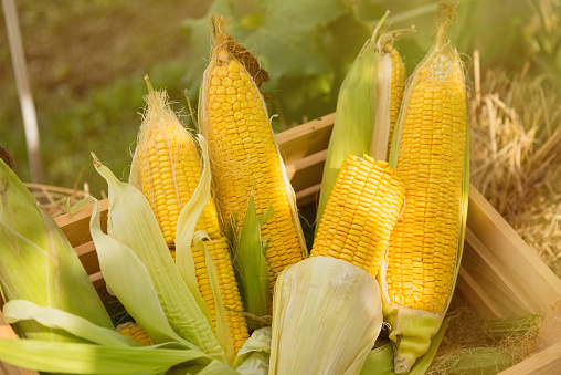 Yellow sweet corn cob in wooden box at a farm field.Thailand