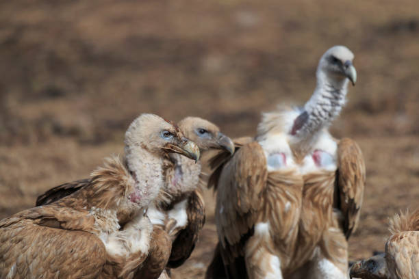 Group of Griffon Vulture (Gyps fulvus) in SiChuan, China Group of Griffon Vulture (Gyps fulvus) in SiChuan, China blue sheep photos stock pictures, royalty-free photos & images