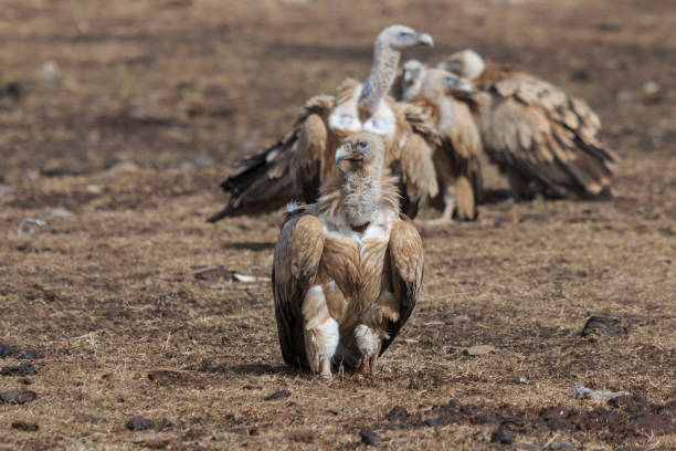 Group of Griffon Vulture (Gyps fulvus) in SiChuan, China Group of Griffon Vulture (Gyps fulvus) in SiChuan, China blue sheep photos stock pictures, royalty-free photos & images