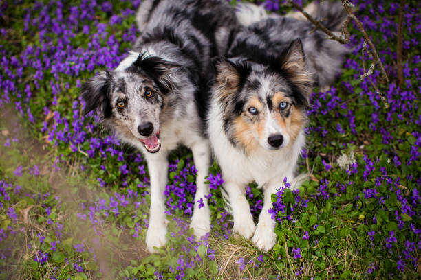 zwei glückliche border collie in veilchen blumen - two dogs stock-fotos und bilder