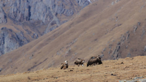 Group of Griffon Vulture (Gyps fulvus) in SiChuan, China Group of Griffon Vulture (Gyps fulvus) in SiChuan, China blue sheep photos stock pictures, royalty-free photos & images