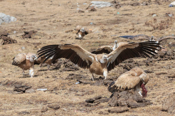 Group of Griffon Vulture (Gyps fulvus) in SiChuan, China Group of Griffon Vulture (Gyps fulvus) in SiChuan, China blue sheep photos stock pictures, royalty-free photos & images