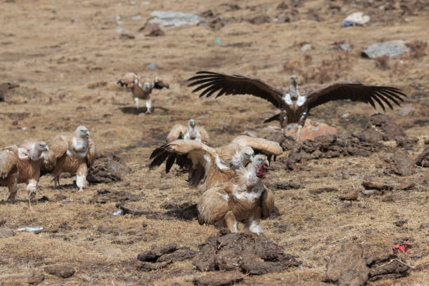 Group of Griffon Vulture (Gyps fulvus) in SiChuan, China Group of Griffon Vulture (Gyps fulvus) in SiChuan, China blue sheep photos stock pictures, royalty-free photos & images