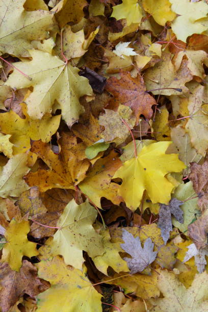 istock colorful autumn foliage background texture 878239140