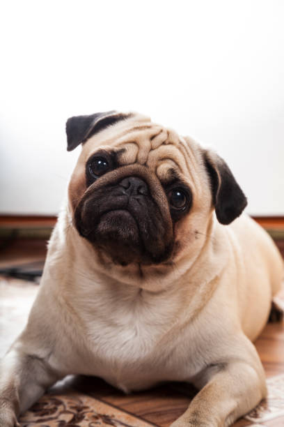 istock Dog lies on the floor. 878240250