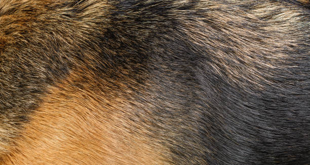 Dog fur texture Dog fur texture. Natural pattern of black and light brown dog's fur texture for background. animal hair stock pictures, royalty-free photos & images
