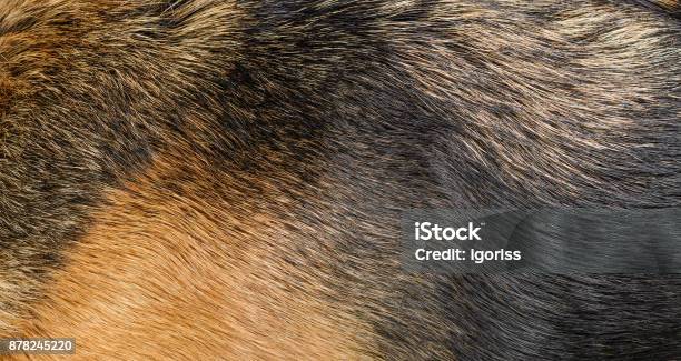 Dog Fur Texture Stock Photo - Download Image Now - Animal Hair, Dog, Fur