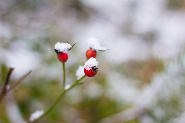 istock Red brier berry covered with white snow 878245938