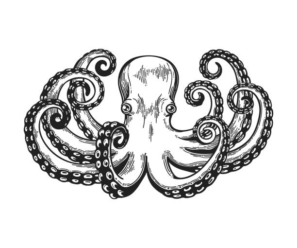 illustrations, cliparts, dessins animés et icônes de pieuvre de gravure. vintage noir gravure illustration. carte de style rétro. isolé sur fond blanc - tentacled sea anemone