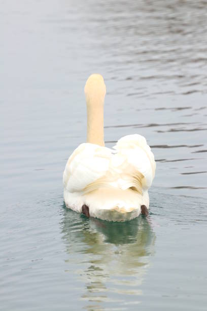 Swan on the lake Swan on the lake ostentation stock pictures, royalty-free photos & images