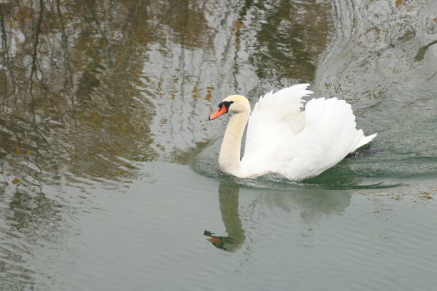 Swan on the lake Swan on the lake ostentation stock pictures, royalty-free photos & images