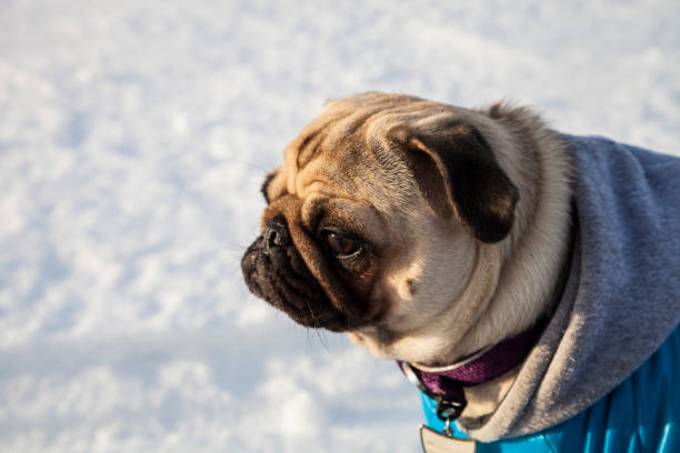 istock Dog on snow-covered road 878247458