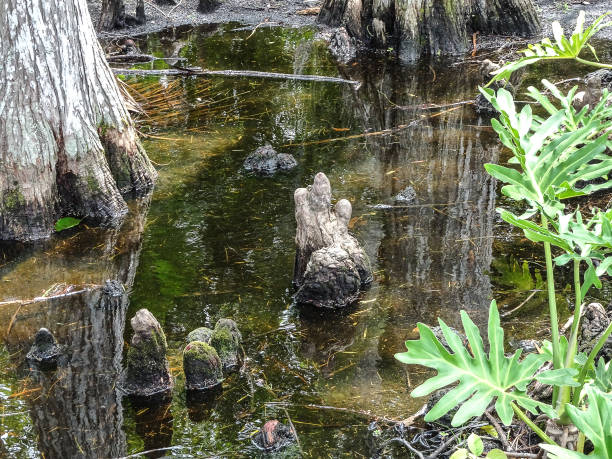 pniaki cyprysowe i palmy - cypress swamp zdjęcia i obrazy z banku zdjęć