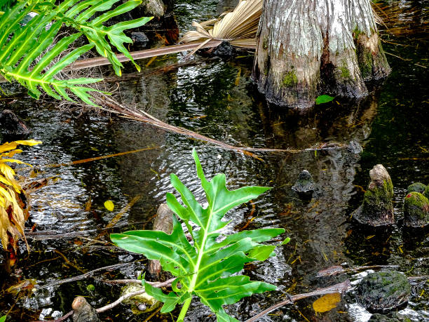 pniaki cyprysowe i palmy - cypress swamp zdjęcia i obrazy z banku zdjęć