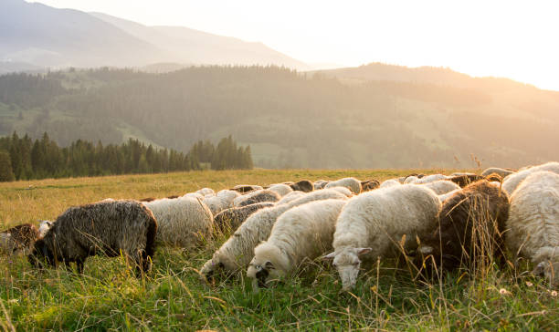 istock Sheep graze on the mountain pasture at sunset. 878252398