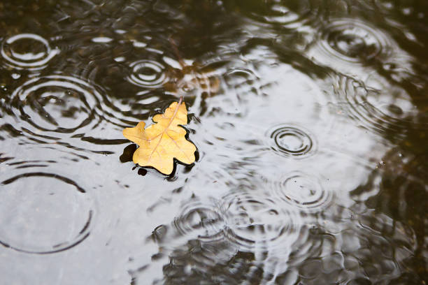 istock Autumn leaf in puddle. Autumn rain. 878253196