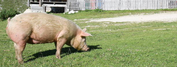 istock Pig grazing in mountain meadows 878255478