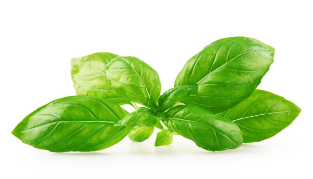 istock Fresh basil leaves isolated on white background. 878260630