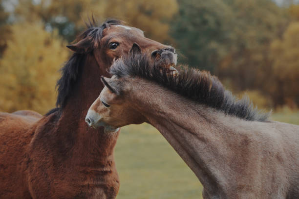 istock Autumn foals in the herd 878262438