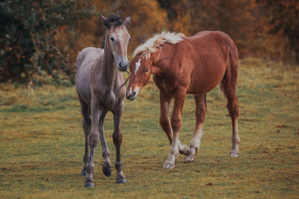 istock Autumn foals in the herd 878262736