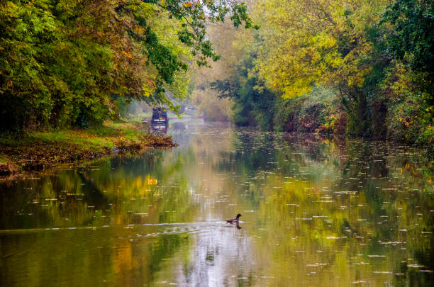 Four seasons: Autumn morning on the Oxford Canal Misty Autumn Morning on the Oxford Canal, near Thrupp, England.  Autumn colors, leaves and reflections with a narrow boat in the distance.  A duckling is in the foreground. foundation claude monet photos stock pictures, royalty-free photos & images