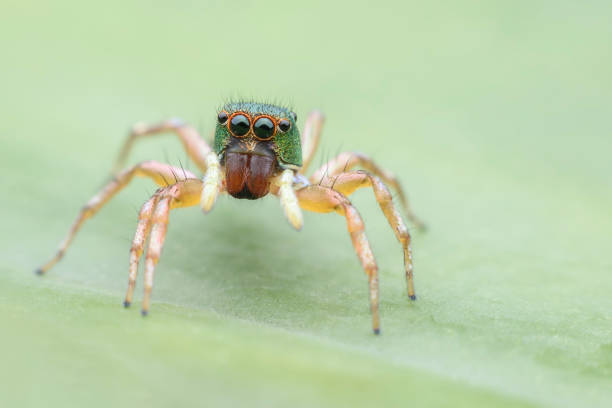 istock Super Macro Cosmophasis or Jumping spider on green leaf 878269018