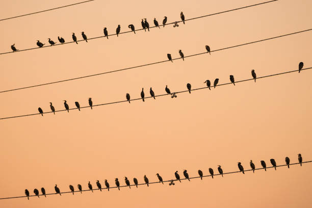 istock Great cormorants on power lines 878269888