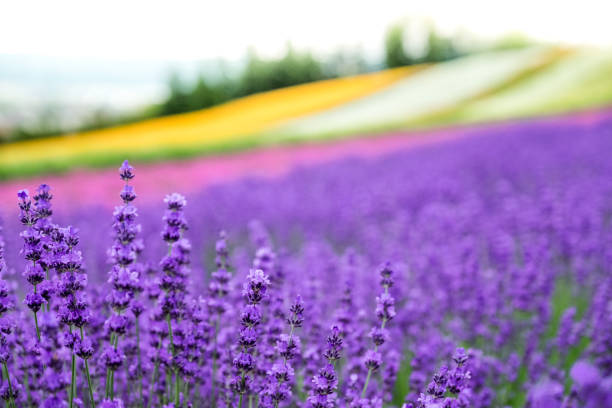 Lavender flowers blooming close-up (Purple field flowers) and Rainbow colorful flower background, Furano, Hokkaido in Japan Lavender flowers blooming close-up (Purple field flowers) and Rainbow colorful flower background, Furano, Hokkaido in Japan biei town stock pictures, royalty-free photos & images