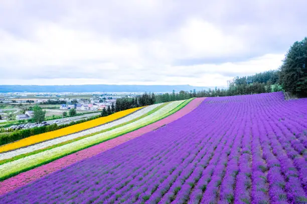 Photo of top view lavender rainbow flower field in summer, Flower Garden in Furano, Hokkaido in Japan