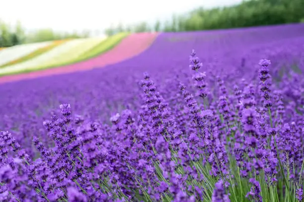 Photo of Lavender flowers blooming close-up (Purple field flowers) and Rainbow colorful flower background, Furano, Hokkaido in Japan