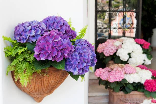 istock Purple hydrangea in a jar in Positano, Amalfi coast 878279948