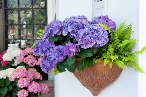 istock Purple hydrangea in a pot in Positano, Amalfi coast 878280276