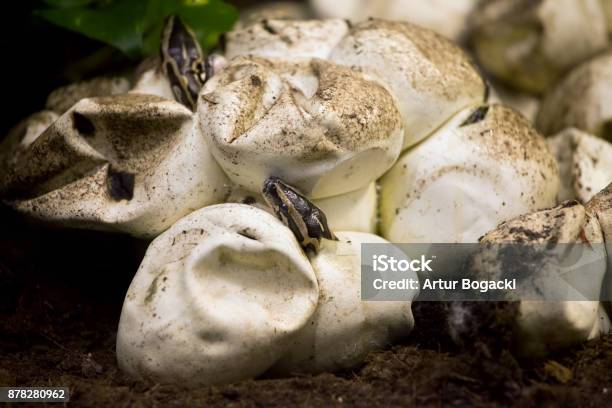 Python Hatching From An Egg Stock Photo - Download Image Now - Egg - Food, Snake, Python - Snake
