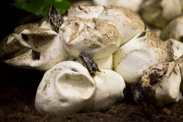 Little baby pythons hatching from eggs