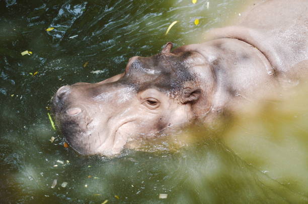 istock hippopotamus swimming in the pool 878289522