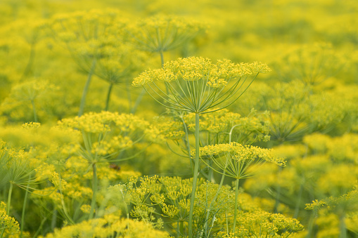 field full of yellow fennel during summer time