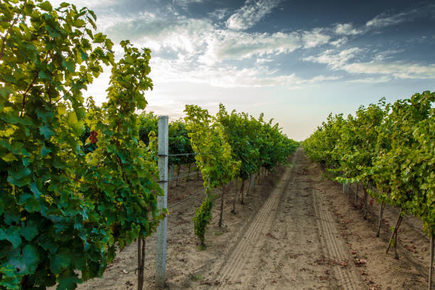 istock Vineyard bunch of grapes 878310966