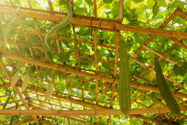 istock Green zucchini hanging on bamboo structure.Thailand. 878313476