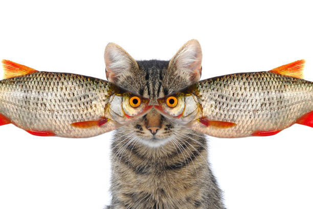 istock conceptual picture of a cat with fish a rudd 878320982