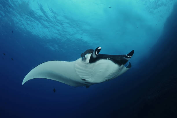 istock Manta ray diving Underwater Galapagos islands Pacific Ocean 878345900