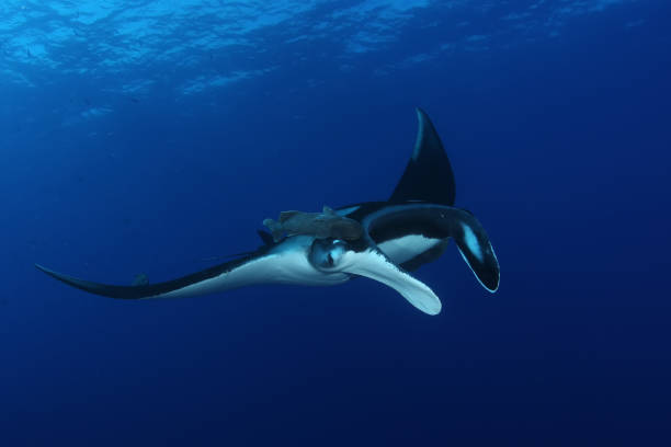 istock Manta ray diving Underwater Galapagos islands Pacific Ocean 878345902