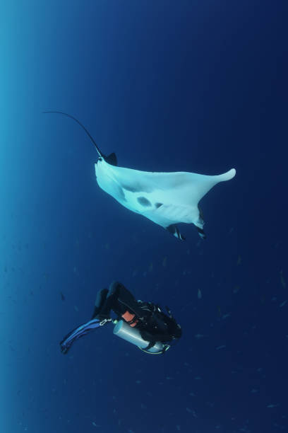 istock Manta ray diving Underwater Galapagos islands Pacific Ocean 878345904