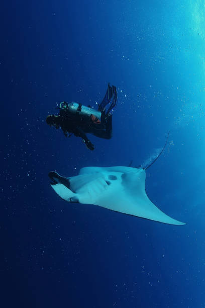 istock Manta ray diving Underwater Galapagos islands Pacific Ocean 878346014