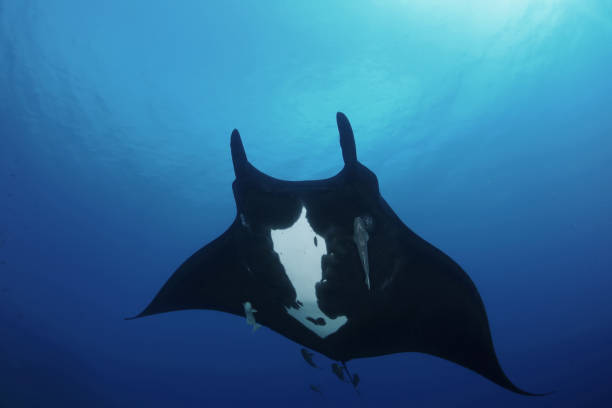 istock Manta ray diving Underwater Galapagos islands Pacific Ocean 878346054