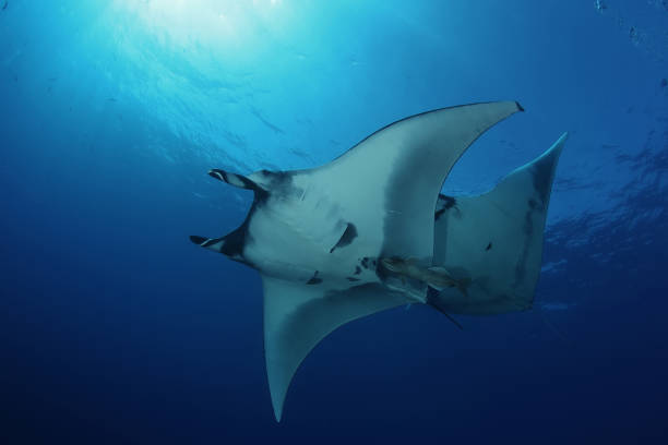 istock Manta ray diving Underwater Galapagos islands Pacific Ocean 878346072